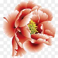牡丹花高清花朵