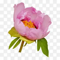 牡丹花