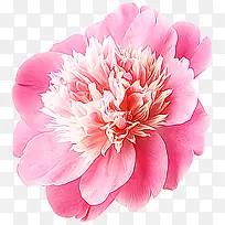 粉红牡丹花