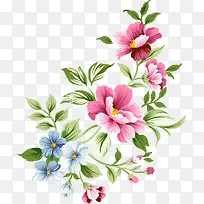 牡丹花 牡丹