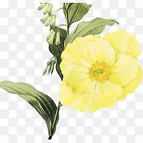 黄色牡丹花植物素材
