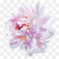 牡丹花朵装饰