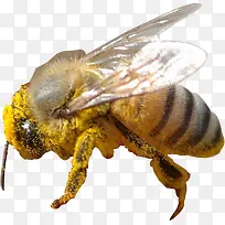 效果海报活动蜜蜂效果