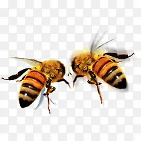 免抠透明黄色小蜜蜂