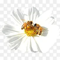 春季白色雏菊蜜蜂