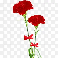 红色花朵植物高清节日