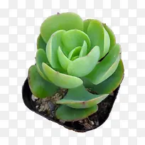 多肉植物