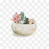红色与绿色多肉植物