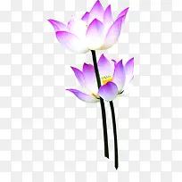 紫色加白色莲花植物