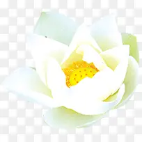 白色莲花莲蓬装饰