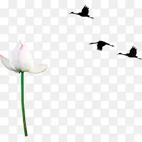 白色莲花和三只仙鹤