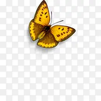 标本彩色复古蝴蝶