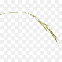 稻草