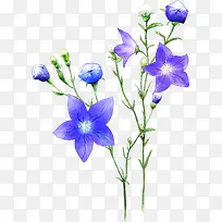 花朵 花卉 小花