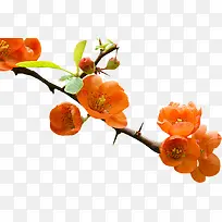 红色花朵水彩桃花