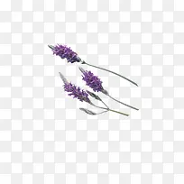 精美紫色薰衣草花束
