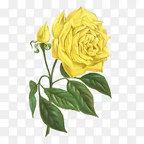 黄色玫瑰花束