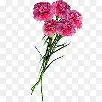 粉色花朵温馨康乃馨花束