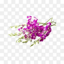 紫色干花
