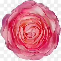 花束图片抽象鲜花图片素材
