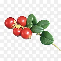 抽象鲜花花束