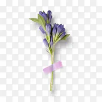 秋季紫色花束植物花朵