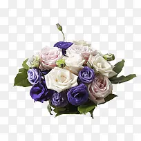 白紫色鲜艳玫瑰花束