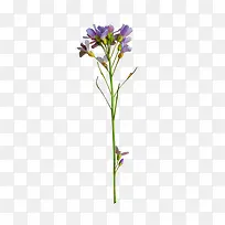 花朵紫色花朵花束装饰