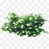 小清新白色花束