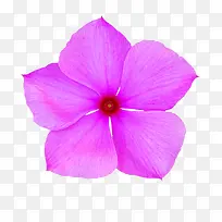 鲜花背景素材抽象鲜花素材