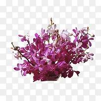 紫色梦幻花朵花束