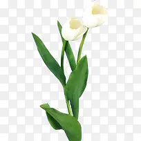 清新郁金香花束图片