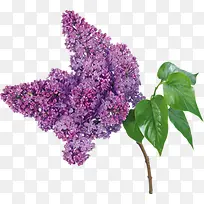 紫色花束素材