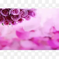 紫色唯美玫瑰花瓣花束