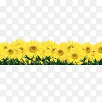 创意海报植物黄色向日葵