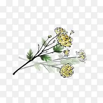 手绘菊花