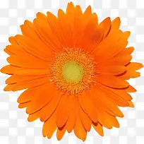 橙色菊花花卉