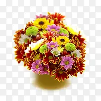 菊花摆设