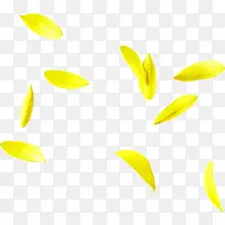 黄色飞舞菊花瓣