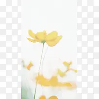 黄色菊花透明背景