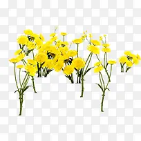 创意合成黄色的的菊花效果