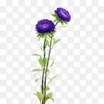 紫色中国风菊花植物