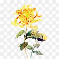 手绘创意黄色的菊花花卉