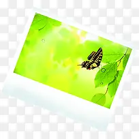 手绘植物绿色卡通相框相片