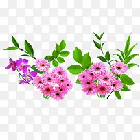 春天粉色菊花植物