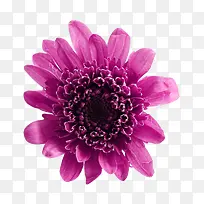 紫色菊花花卉