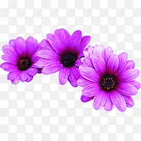 紫色菊花盛放七夕情人节