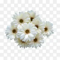 杭白菊花卉图片素材