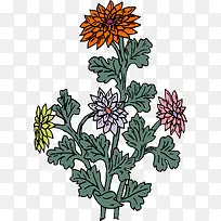菊花