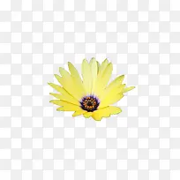 黄色的菊花